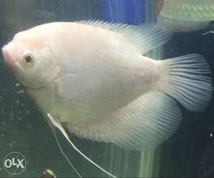 Beautiful Giant Gourami fish, Almost 6-7 Inches