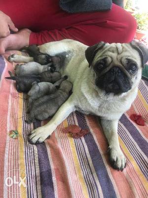 Beautiful pugs pups available for sweet homes..