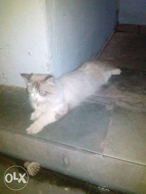 Beautiful rag doll male,trained and very low