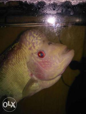 Beige Flowerhorn Fish