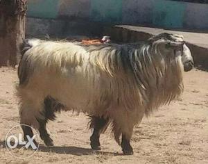 Bentam goats male