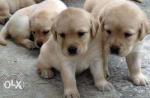 Best Puppies Labrador for your Home Contact Mr. Dog