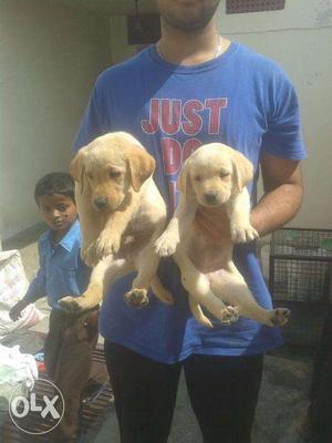 Best Quality Labrador Puppies available at Mister Dog