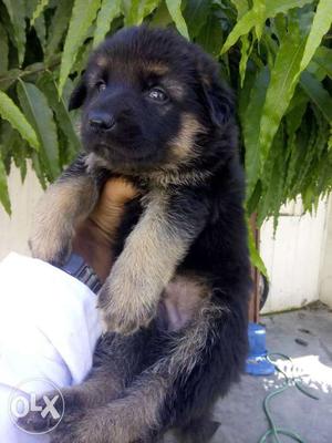 Best quality German Shepherd puppies available
