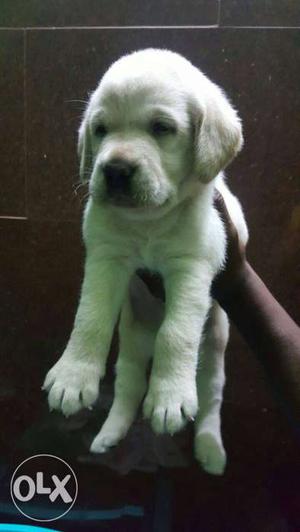 Best quality labardor puppies for sale..both male
