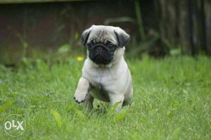 Best quality pug puppies avable
