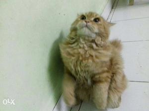 Bi-color Orange Tabby Cat