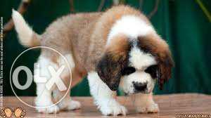 Biswas KENNEL 000= pupps available st.bernard