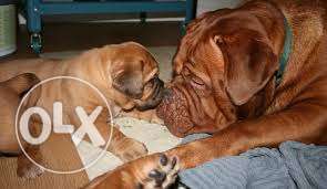 Biswas kennel 000 Bullmastiff Puppy Heavy Bone Male And