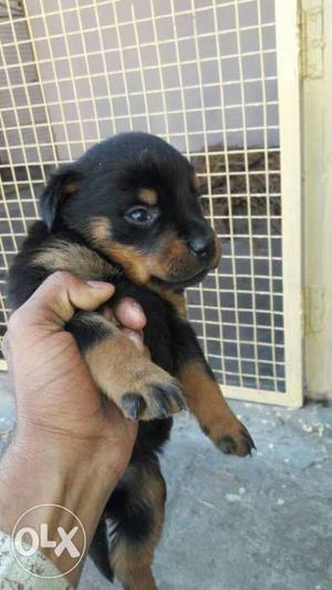 Black And Brown Rottweiler female Puppy