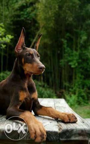 Black And Tan Doberman Pinscher Puppy top breed sell for