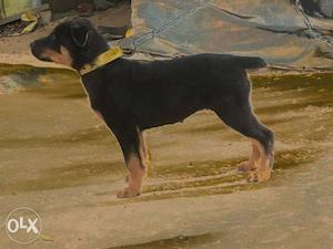 Black And Tan Mahogany Rottweiler Puppy femail 3 months