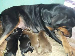 Black And Tan Short Coated Large Dog And Litter Of Puppies