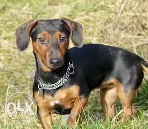 Black And Tan Smooth Small Scent Hound