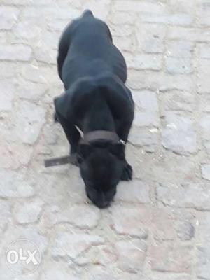 Black Coated Dog