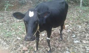 Black Cow In Kunnathunad