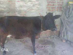 Black Cow In Lucknow