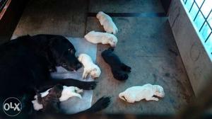 Black Labrador Retriever Dog With Puppy Litter