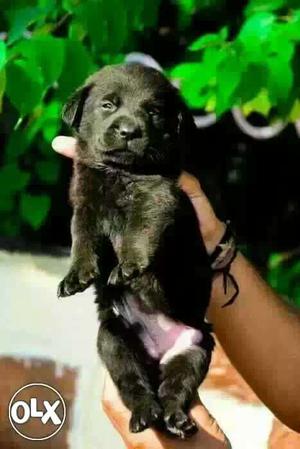 Black Labrador retriever available male 