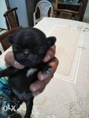 Black Pug Puppy