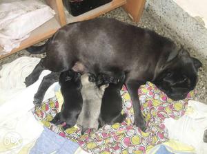 Black Pug With 3-puppy Litter