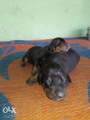 Black Puppy And Dog