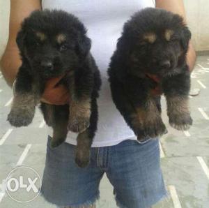 Black and Brown Color German Shepherd puppies at Mr. Dog