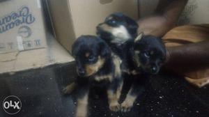Black-and-tan Rottweiler Puppy