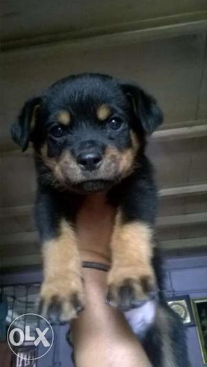 Black and tan rotwiller puppy male and female both available