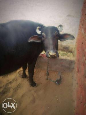 Black buffalow for sale