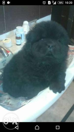 Black chow chow Male and female supr quality