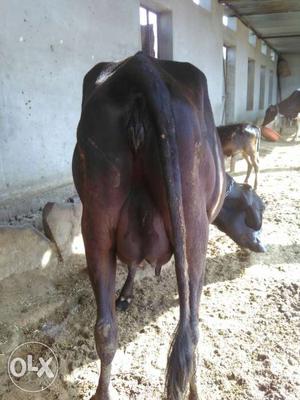Black cow sell in low price.1bar delivery h.