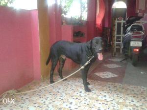 Black labrador Dog mating