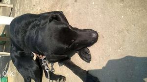 Black mail dog 18 month old