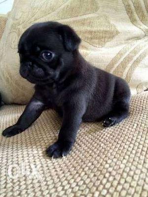 Black pug female.. very active.. 40 days old