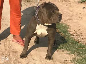 Blue amrikan bully 15 month import for sale