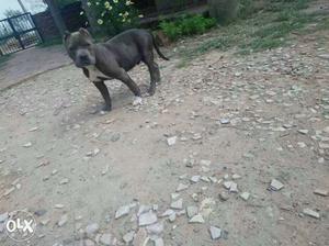 Blue coloured American Pitbull Male