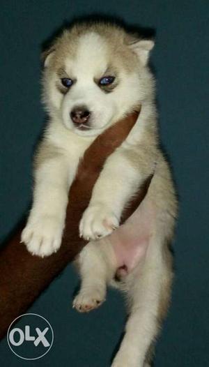 Blue eyes 50 days old Siberian husky puppy