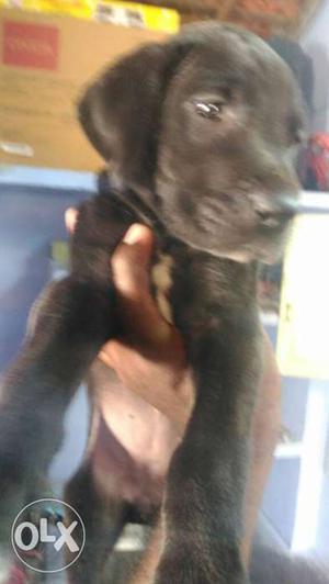Boston female Great Dane pup only available if