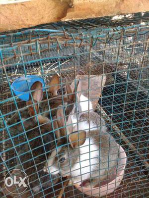 Breeding rabbits,baby rabbits all type for sale