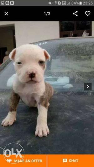 Brindle And White American Bully Puppy