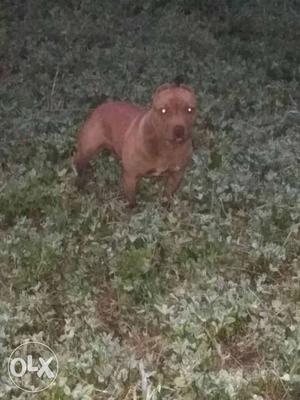 Brown American Pitbull dog terrior