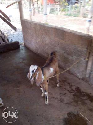 Brown And Black Anglo Nubian Goat