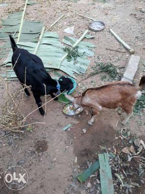 Brown And Black Goats