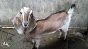 Brown And White Goat Animal