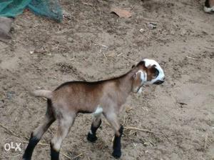 Brown And White Goat Kid
