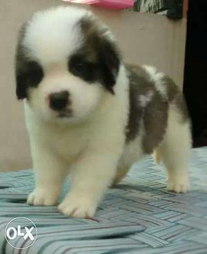Brown And White Small Coated Puppy