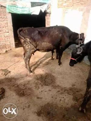 Brown Cow In Khanna
