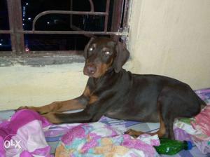 Brown colour male Doberman excellent breed 3