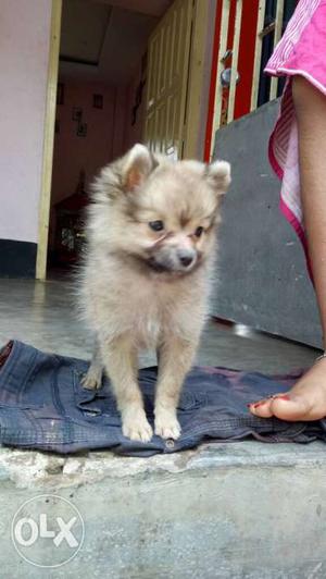 Brown pom small size 4month female